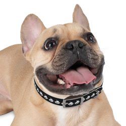TOKEOMAG Dog Collar - Image 6